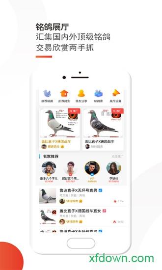 搜鸽网app下载