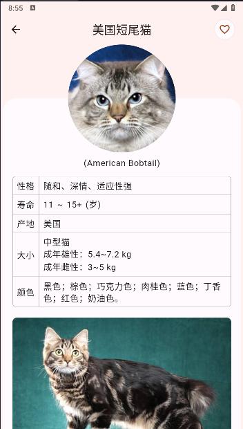 猫品种大全软件下载安装最新