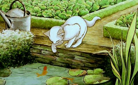 小猫逗鱼软件下载安装最新版本