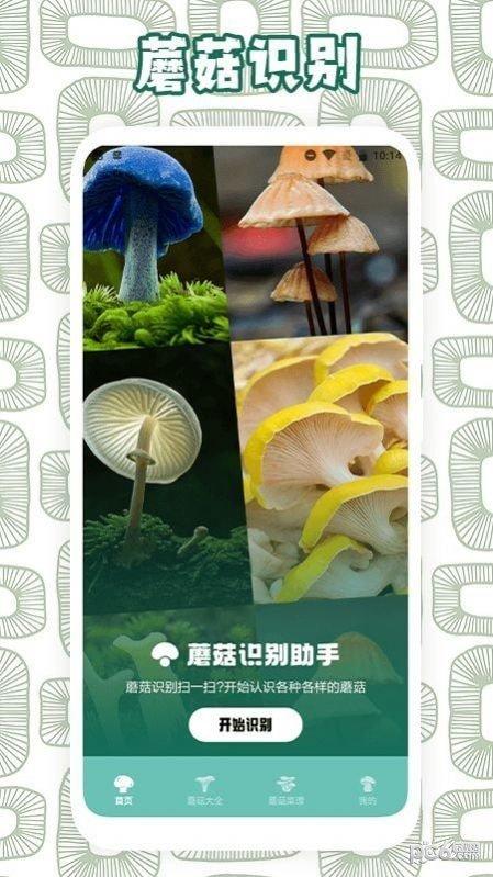蘑菇识别助手官网版