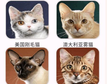 猫品种大全app最新版 猫品种大全app最新版