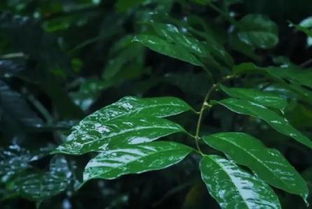 熊猫睡眠助手app白噪音