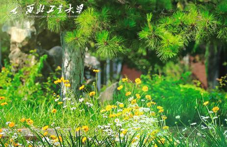 西北工业大学平台