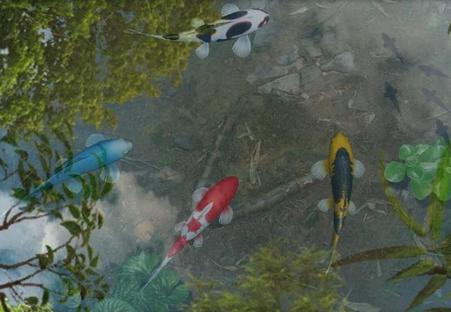 鱼池动态壁纸已付费版 鱼池动态壁纸已付费版