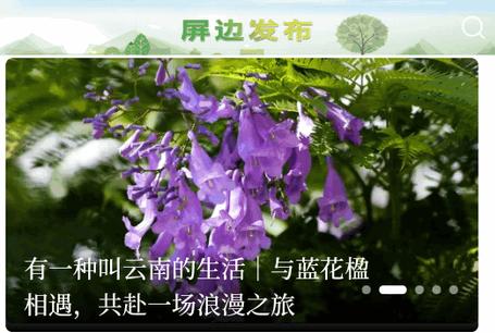 屏边发布融媒体客户端 屏边发布融媒体客户端