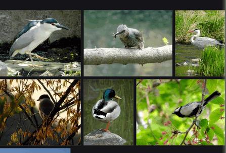 Aves相册软件手机版