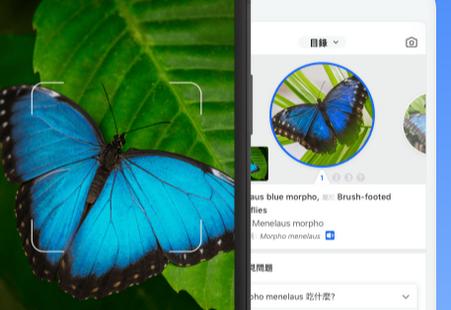 昆虫识别软件Picture Insect最新版