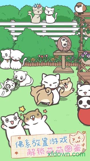 猫咪饲养日常截图3