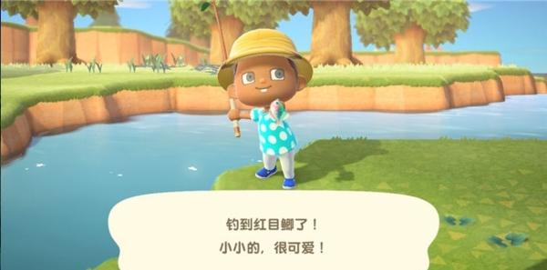 动物之森口袋露营5
