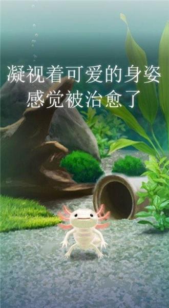 治愈的蝾螈育成游戏图片3