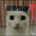 
                        猫猫惊魂4                    