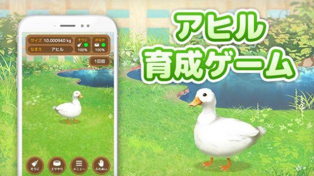 
                        饲养小黄鸭                    截图2