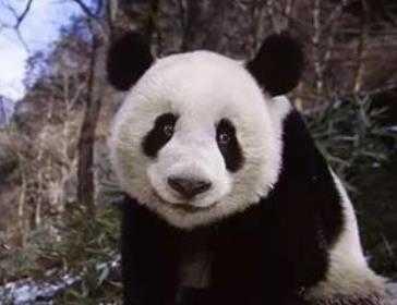 流浪熊猫手机版