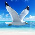 海鸥中文版游戏下载（The Seagull）