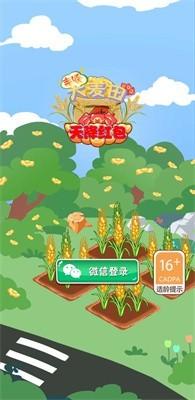 丰收大麦田安卓版游戏图片1