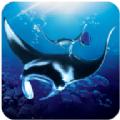 蝠鲼模拟器安卓中文版游戏（The Manta rays）