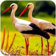 丹顶鹤模拟器(The White Stork)