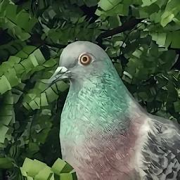 鸽子爱情故事游戏(Pigeon: A Love Story)