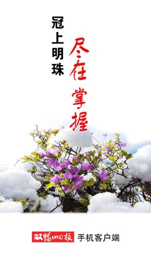 掌上双鸭山app下载