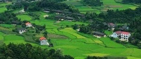 问野app