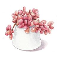 多肉花草成长日记APP