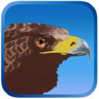 Eagle Hunting Journey(猎鹰之旅官方版) 1.1231安卓版
