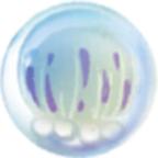 合成大水母最新版(jellyfish) 1.0安卓版