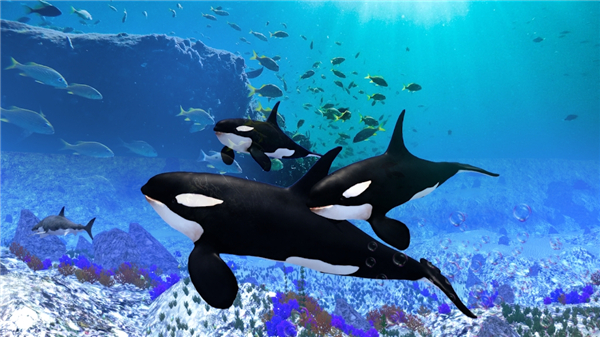 虎鲸模拟器官方版(The Killer Whale) v1.1.0