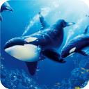 虎鲸模拟器官方版(The Killer Whale)