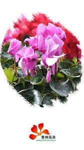 青州花卉平台