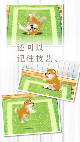 养育柴犬的治愈游戏 v3.0.5