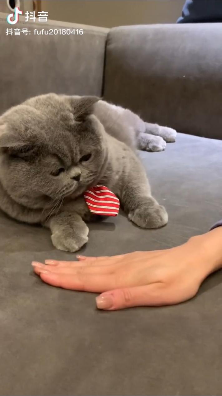 猫爪盖硬币表情包gif动态图.jpg