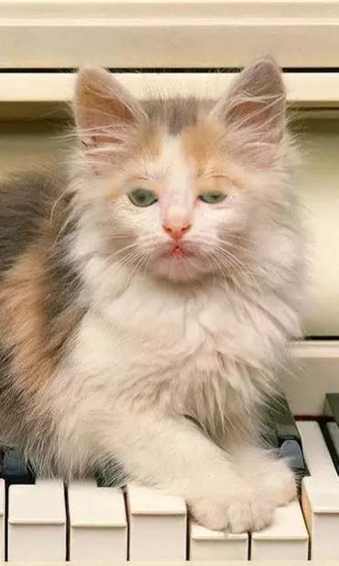 小猫壁纸.jpg