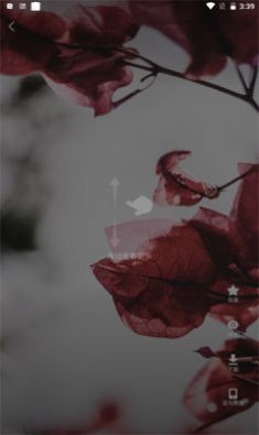 超萌鸭.jpg