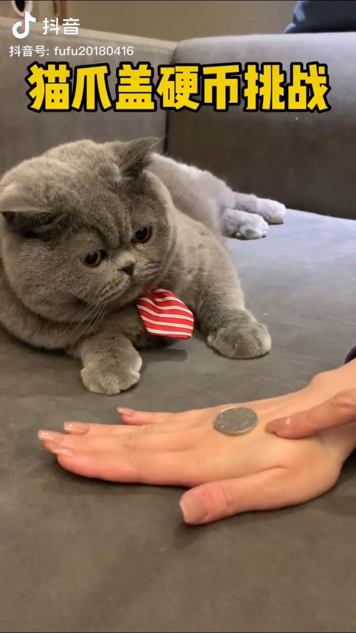 猫爪盖硬币表情包gif动态图 v1.0