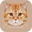 实惠猫