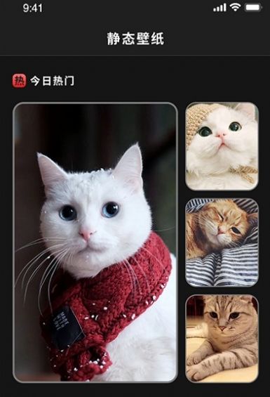 喵喵之家壁纸.jpg