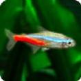 迷你水族：热带鱼缸