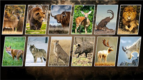 荒野狩猎求生  v1.0