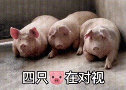 四只猪在对视表情包gif截图1