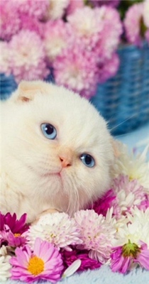 个性高清主题壁纸 6.4.2