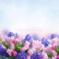 风信花小说
