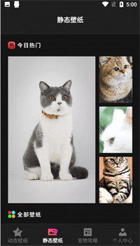 猫咪壁纸.jpg