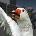 鹅市狂暴