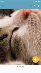 Pop猫壁纸