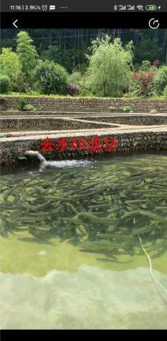 悟空全能去水印下载器
