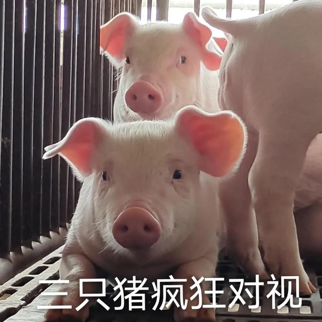 四只猪在对视表情包gif
