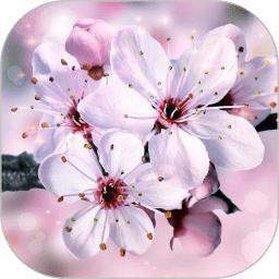 浪漫樱花动态壁纸