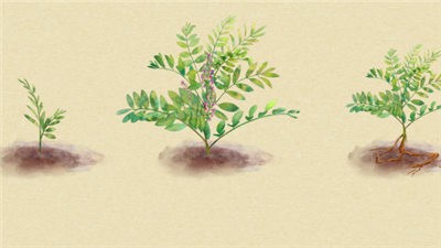 本草归元录  v1.00.38