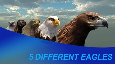 猎鹰之旅模拟器游戏 v1.51